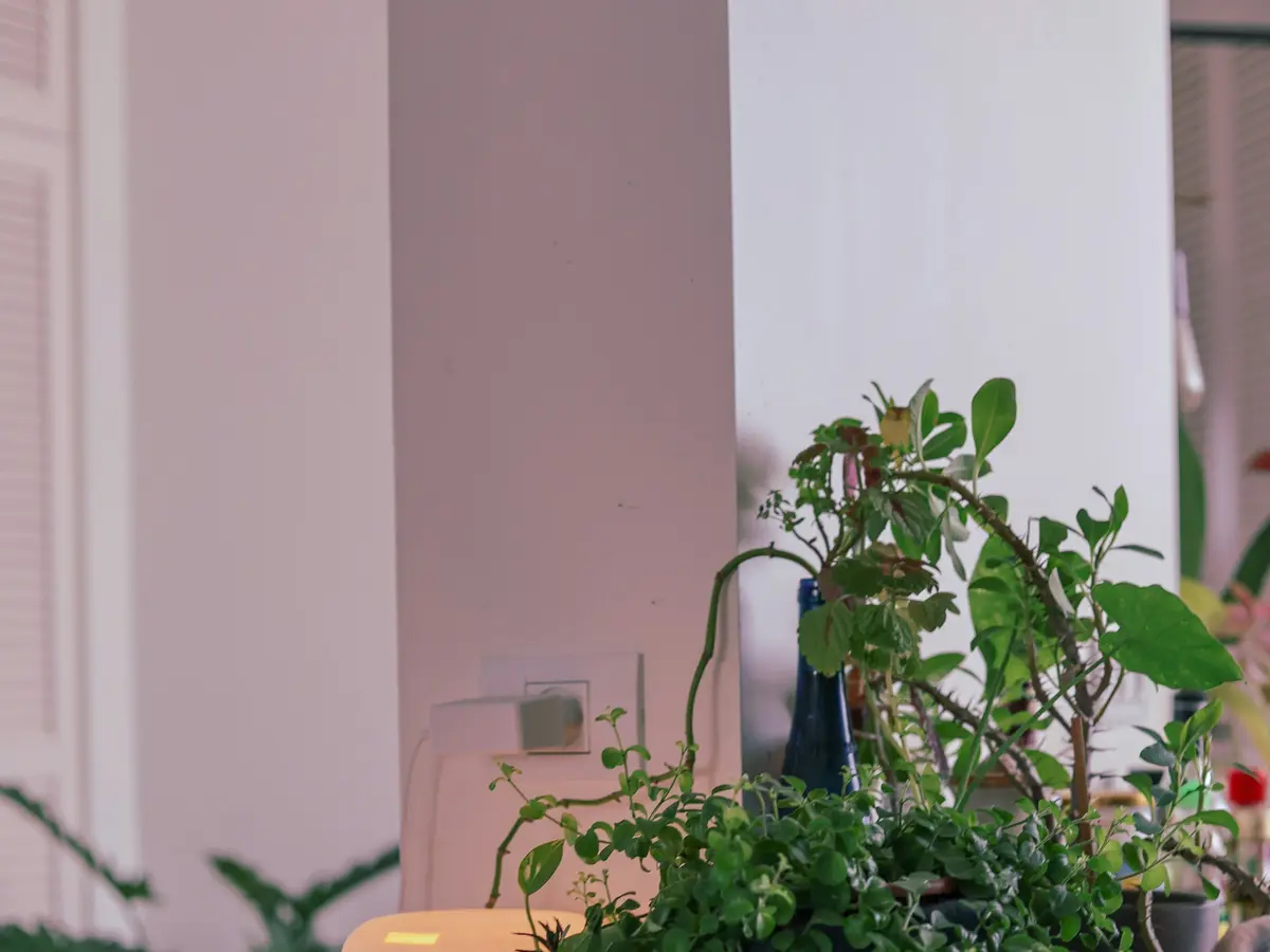 Fresh, healthy indoor air in a bright, plant-filled living space