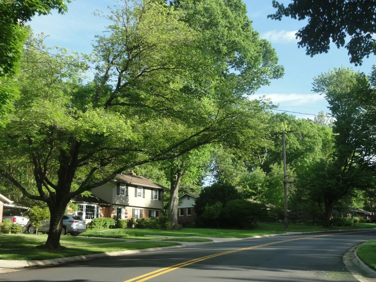 Shaded neighborhood street like the Monroe blocks we drive every day